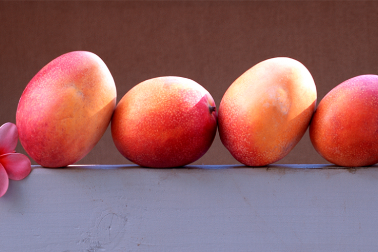 Mango Season on Maui | Maui Vacation Blog | Maui Resorts Mango Season on Maui | Maui Vacation Blog | Maui Resorts