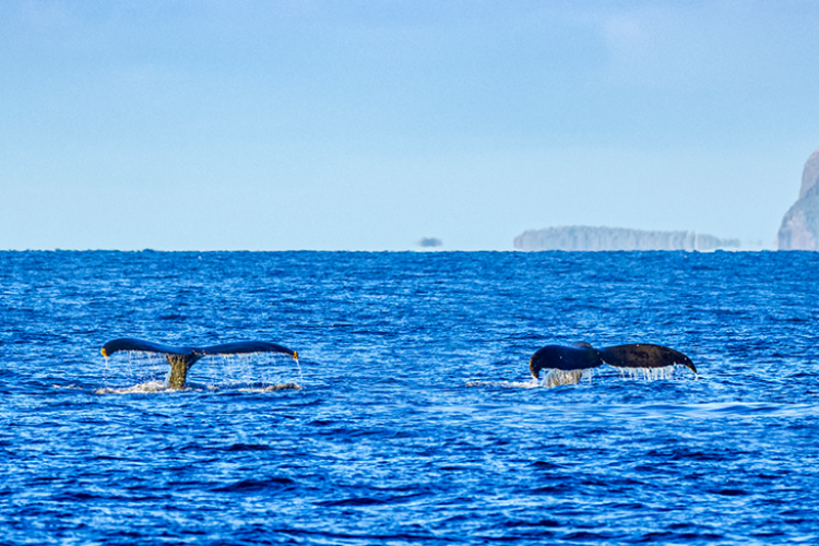 Whale Watching Maui | Maui Info | Sullivan Properties 