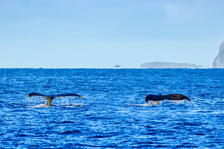 Whale Watching Maui | Maui Info | Sullivan Properties Whale Watching Maui | Maui Info | Sullivan Properties