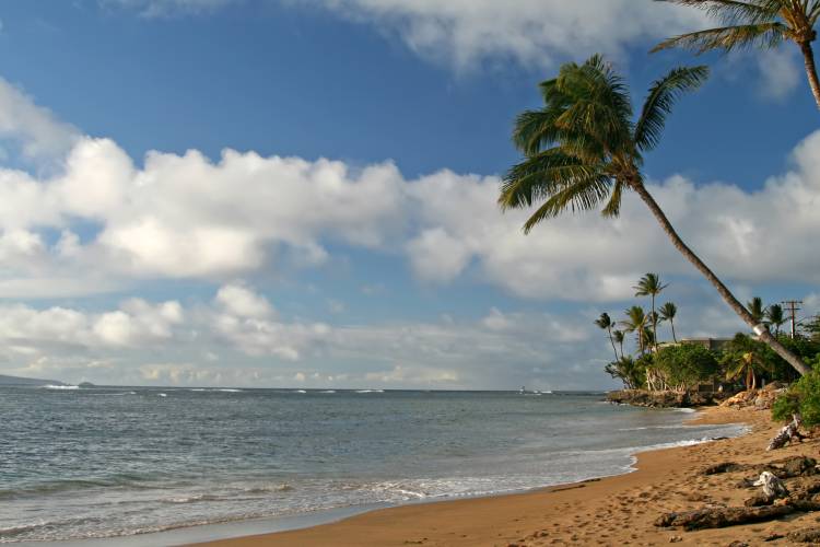 A sunny day on Kahana Beach, Maui. Palm trees sway along the shoreline.
