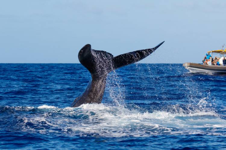 Whale Watching Maui | Paradise Activities | Maui Resorts 