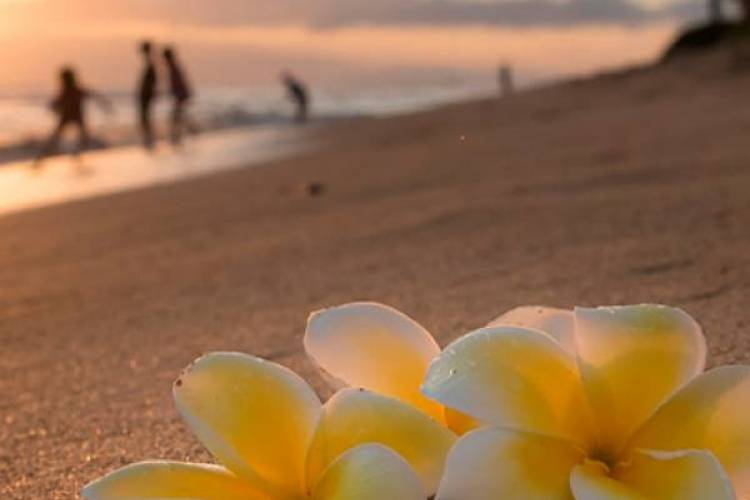yellow plumerias on a Maui beach