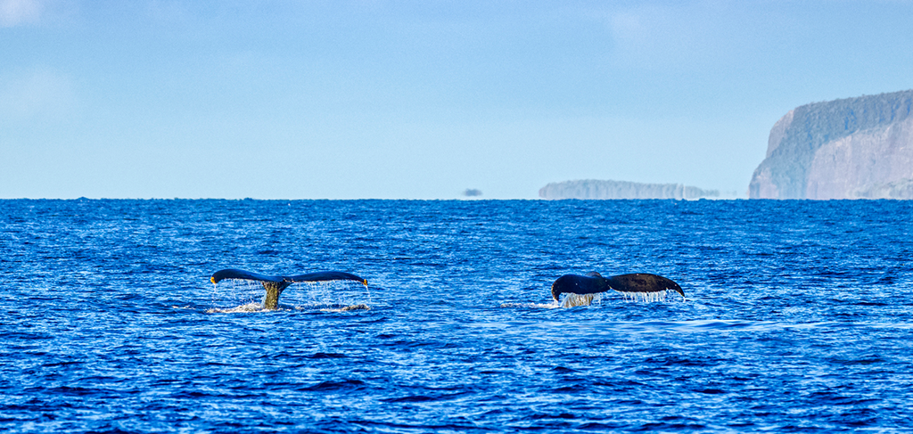 Whale Watching Maui | Maui Info | Sullivan Properties Whale Watching Maui | Maui Info | Sullivan Properties