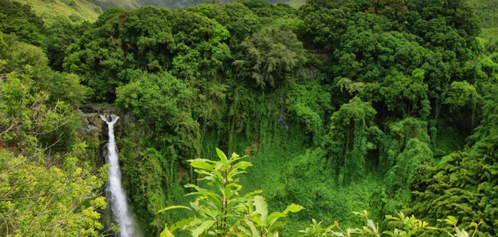 Maui Waterfall Adventure | Paradise Activities | Maui Resorts Maui Waterfall Adventure | Paradise Activities | Maui Resorts