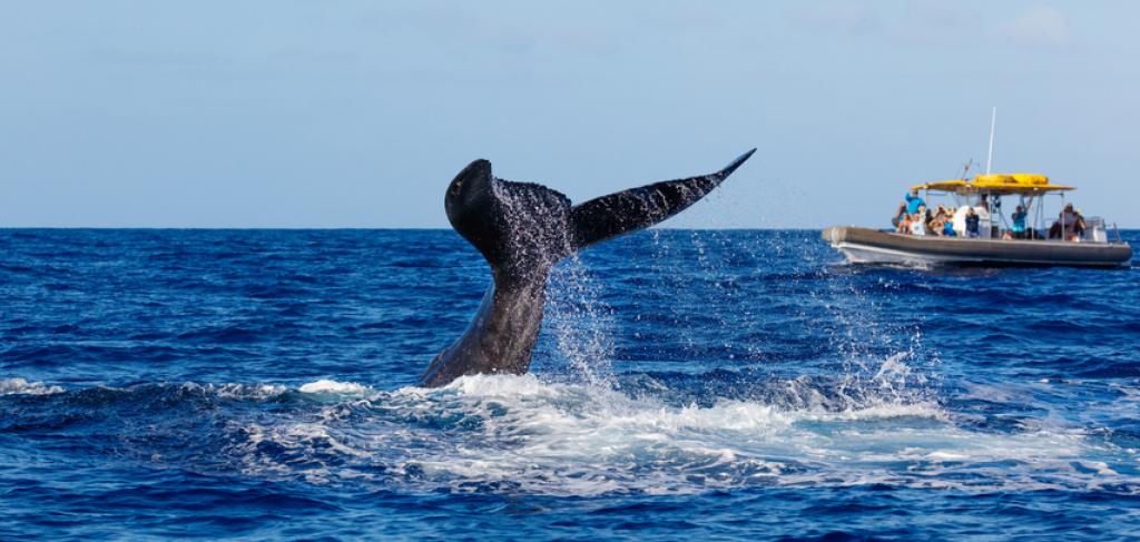 Whale Watching Maui | Paradise Activities | Maui Resorts Whale Watching Maui | Paradise Activities | Maui Resorts