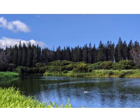 Kapalua Duch Pond Kapalua Duck Pond surrounded by large Cook pine trees in the Kapalua preserve