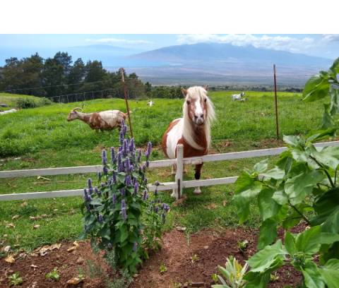 Kula Country Farms - Maui family-friendly farm, open to the public.