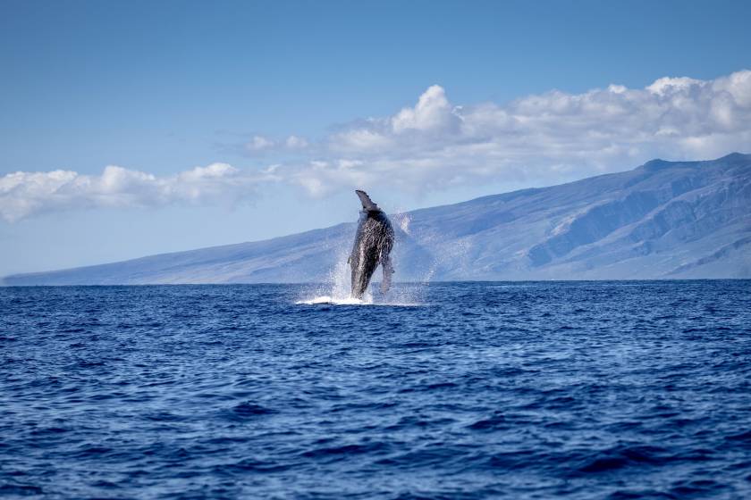 Humpback whale breaches the water, leaping from the dark blue waves, in Maui, HI