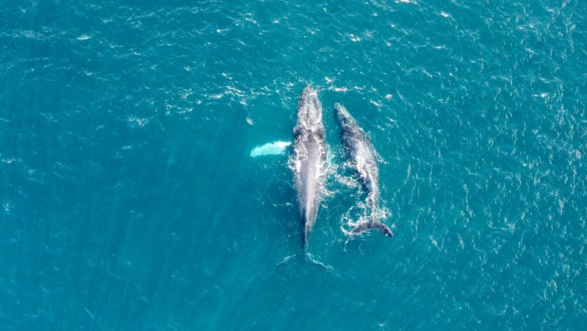 A mother and baby whale (calf) swim near the shore of West Maui, Hawaii during whale watching season