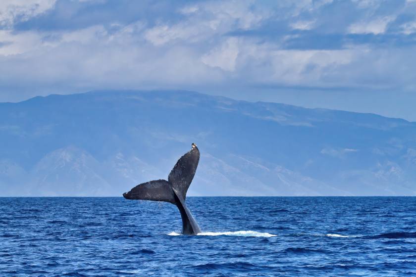 Humpback whale’s tail sticking out of the water during whale watching cruise off the coast of West Maui, Hawaii